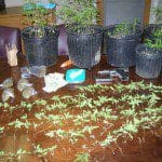 large_weed