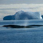 whales The South Ocean is the World's most imortant feeding ground for whales