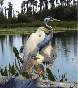 WetlandsFestival