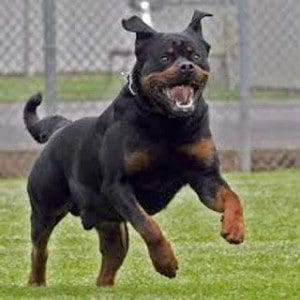 AttackDog3
