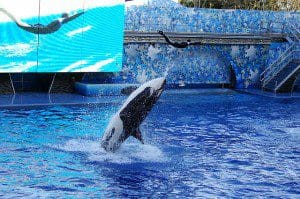 640px-Seaworld-Orlando-Shamu-1550