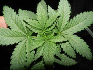 secondMarijuana-Vegetative-stage