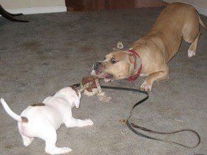 tug-of-war-dogs
