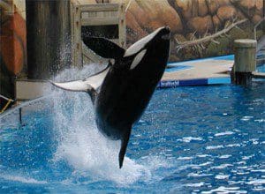 shamu