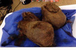 Ty's hairball (Photo via 3News.co.nz)