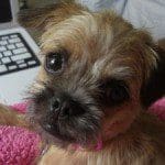 Pugapoo-Puppy-300x225