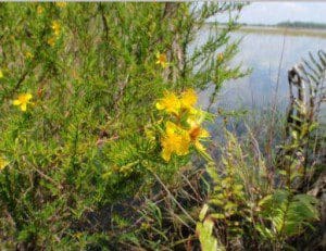 Photo courtesy: Orange County Water Atlas