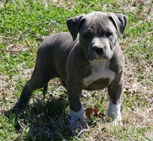 Stock image of pit bull terrier