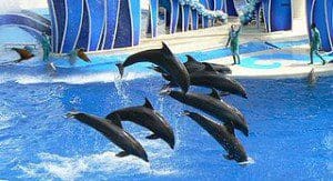 320px-SeaWorldORL08-04-01b
