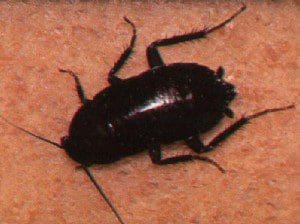 oriental_roach