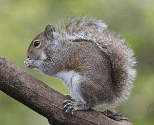 squirrel