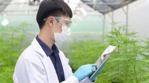 Medical Marijuana and Cannabidiol Research 