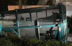 Lake Eola bear caught and will be relocated
