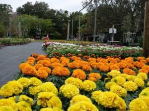 Bayshore Boulevard landscaping 