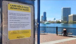 avian flu Lake Eola 