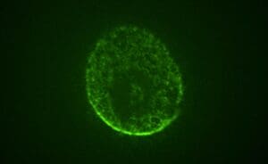 Space-Grown Brain Organoids 