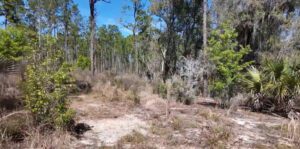 Greeneyes Wildlife Preserve Orange County, Florida