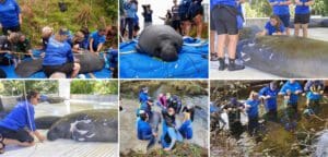 SeaWorld manatee rescue