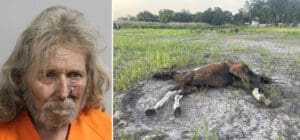 starving abusing horses