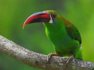 Colombia bird count tourism Photo: Manakin Nature Tours. Crimson-rumped Toucanet, found across the Colombia’s Pacific, Andean, and Massif regions.