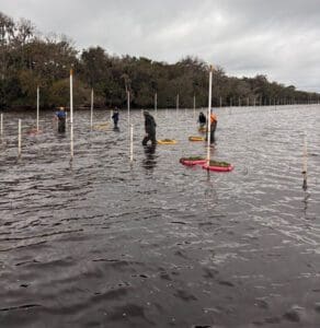 Eelgrass Plants Lake George Florida