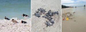 sea turtles shorebirds Florida 