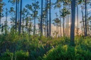 Photo by Lauren Yoho/Wildpath | Bear Creek Forest Florida Forever Project 