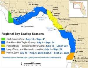 temporary closure regional Bay Scallop Season