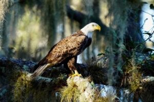 Myakka River State Park, Sarasota Florida